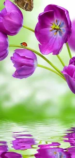 Purple tulips reflected in water with a ladybug and butterfly detail.