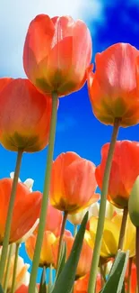 Colorful tulips beneath a vibrant blue sky, perfect for mobile wallpaper.