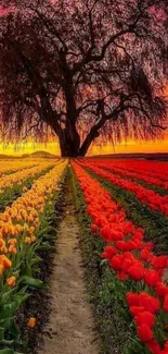 Vibrant tulip field under a fiery sunset sky with a large tree silhouette.