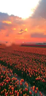 Vibrant tulips under an orange sunset sky.