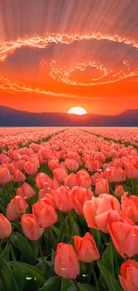 Vibrant tulip field under a stunning orange sunset.