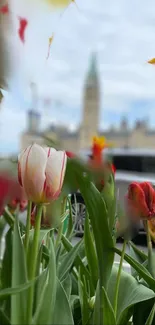 Vibrant tulips with a blurred historic background view.