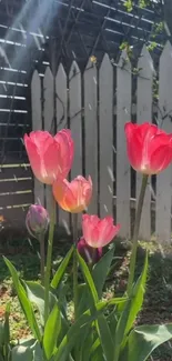 Pink tulips bloom by a white picket fence.