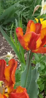 Vibrant red and orange tulips in a lush garden setting for mobile wallpaper.