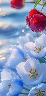 Red and white tulips with dew near water.