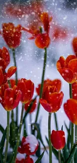 Red tulips blooming in snowfall, creating a vibrant winter scene.