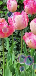 Pink tulips blooming in a lush green garden.