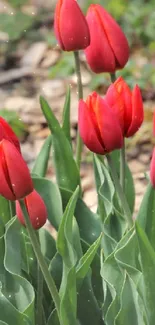 Red tulips in full bloom with lush green leaves.