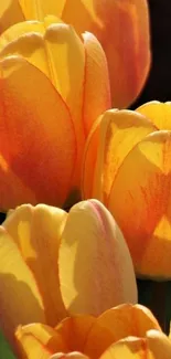 Close-up of vibrant yellow tulips in bloom with soft light.