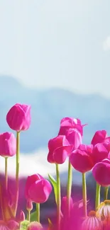 Pink tulips with blue sky background.