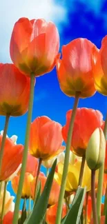 Vibrant tulips against a clear blue sky, creating a stunning mobile wallpaper.