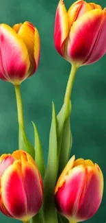 Vibrant red and yellow tulips against green.
