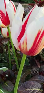 Blooming red and white tulips in a garden, perfect as a colorful phone wallpaper.