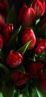 Crimson red tulips with lush green leaves, perfect for mobile wallpaper.