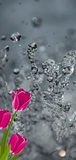 Gray water splash with vibrant pink tulips