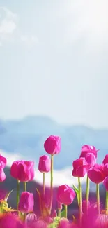 Vibrant pink tulips beneath a bright sky.