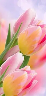 Vibrant pink and yellow tulips with a soft bokeh background.