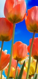 Vibrant orange tulips under a bright blue sky, ideal for mobile wallpaper.