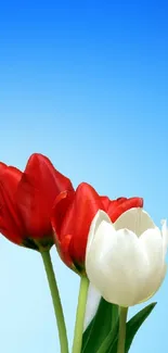 Vibrant tulips with a blue gradient sky.