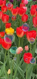 Colorful tulips and bubbles mobile wallpaper.