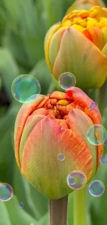 Orange tulips with bubbles over green leaves, vibrant floral wallpaper.