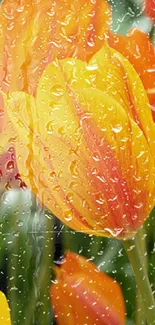 Orange tulips with raindrops creating a refreshing natural wallpaper.