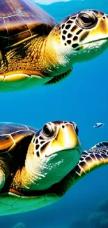 Two turtles swimming in a vibrant blue ocean.