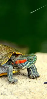 Colorful turtle resting on a rocky surface with a green backdrop.