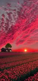 Stunning red sky over tulip fields at sunset with a quaint house and tree.