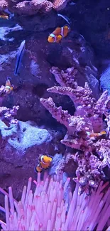 Clownfish swimming in vibrant coral reef with purple hues.