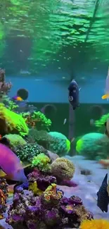 Vibrant underwater aquarium with colorful fish and corals.