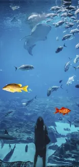 Underwater aquarium scene with diverse fish swimming.