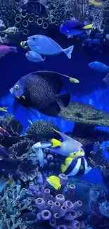 Colorful underwater scene with tropical fish in aquarium.