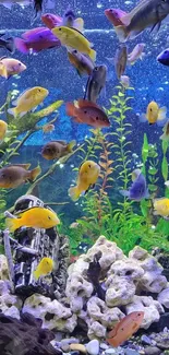 A vibrant aquarium wallpaper with colorful fish and aquatic plants.