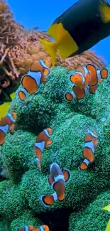 Colorful clownfish swimming in lush coral reef.