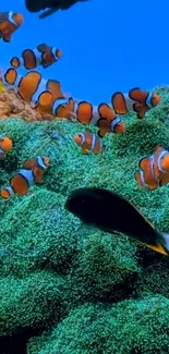 Clownfish swimming among coral in a vibrant underwater scene.