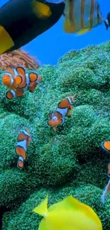 Vibrant scene with clownfish swimming among lush green corals.