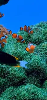 Colorful clownfish swimming among coral reefs.