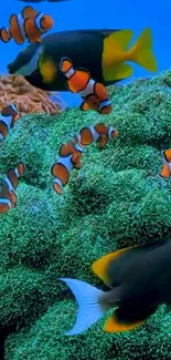 Colorful clownfish swimming among coral reefs.