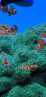 Clownfish swimming among vibrant teal coral in a stunning underwater scene.