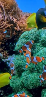 Colorful clownfish swim in vibrant coral.