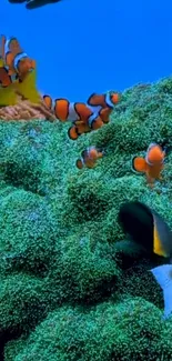 Underwater scene with clownfish and coral in vibrant blue hues.