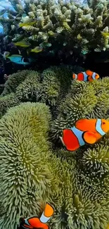 Clownfish swimming in a lush coral reef underwater.