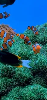 Vibrant underwater scene with clownfish swimming over colorful coral reefs.