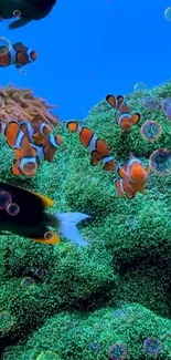 Colorful clownfish swim in a vibrant underwater coral reef scene.