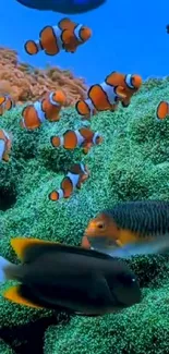 Colorful clownfish swim in vibrant coral reef.