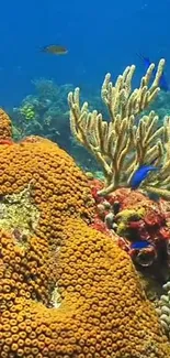 Vibrant coral reef with colorful marine life and intricate coral formations.