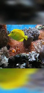 Colorful coral reef with a yellow tang fish and clown fish.