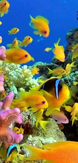 Vibrant coral reef scene with colorful fish underwater.