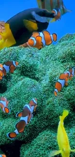 Colorful clownfish and coral in underwater scene.